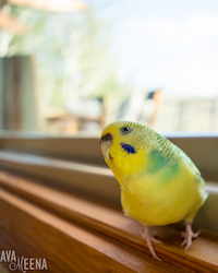 Lupus community advocate, Ava Meena's comfort pet, a yellow and green bird