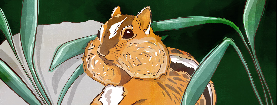 A chipmunk with extremely puffy cheeks.